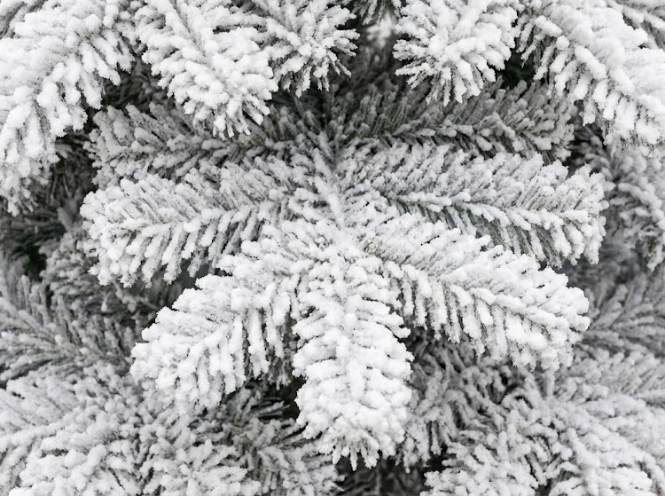 Close up of high quality flocked christmas tree branch